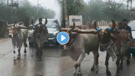 Viral Video Shows Car Pulled By Oxen Viral Video Shows Car Pulled By Oxen