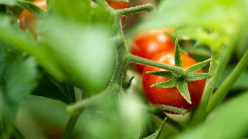 Water your tomato plants regularly but avoid waterlogging
