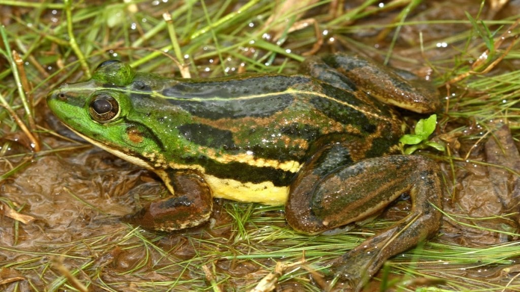 frog Sindhudurg, new species of frog, Sindhudurg,