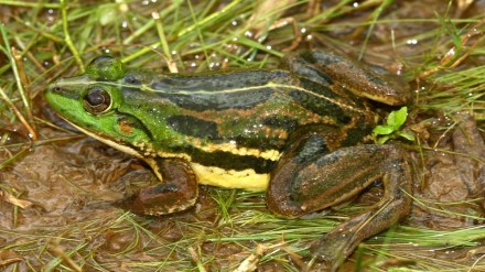frog Sindhudurg, new species of frog, Sindhudurg,