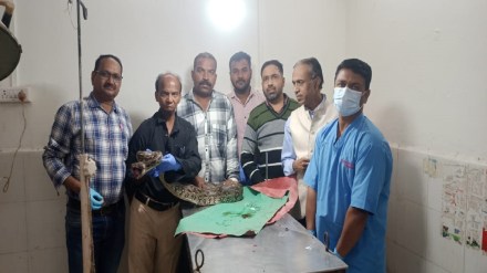Injured Python yelikeli Akola , Python Akola district ,