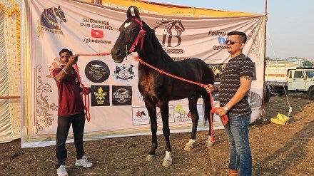 Chetak Festival, Horse Sarangkheda Chetak Festival,