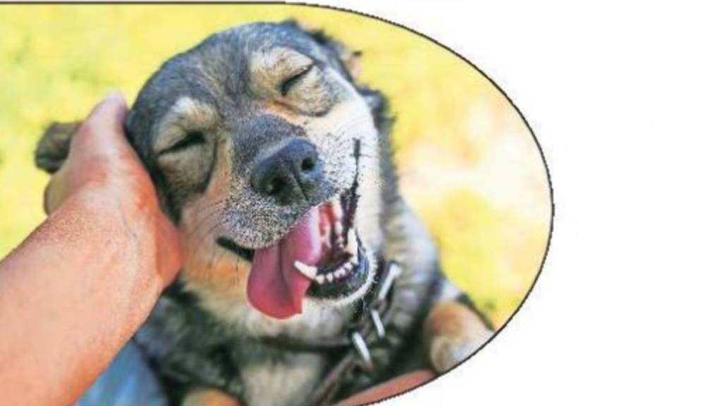 people for animals adoptions animal shelters in pune people for animals people for animals adoptions animal shelters in pune people for animals