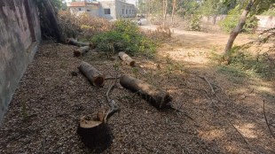 bhandara tree cut