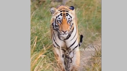 chota dadiyal tiger latest news in marathi