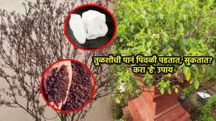 diy Tulsi plant maintain Tips hacks
