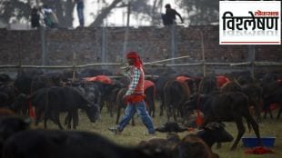 gadhimai festival in nepal animal slaughtered