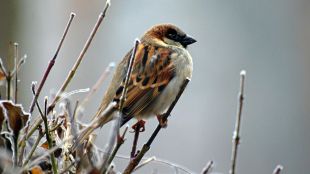 Tips to prevent bird diseases