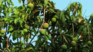 Unique code option to curb bogus sale in the name of Devgad Hapus mango
