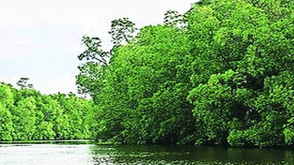 mangrove on 93 hectares of forest land destroyed in thane mangrove on 93 hectares of forest land destroyed in thane
