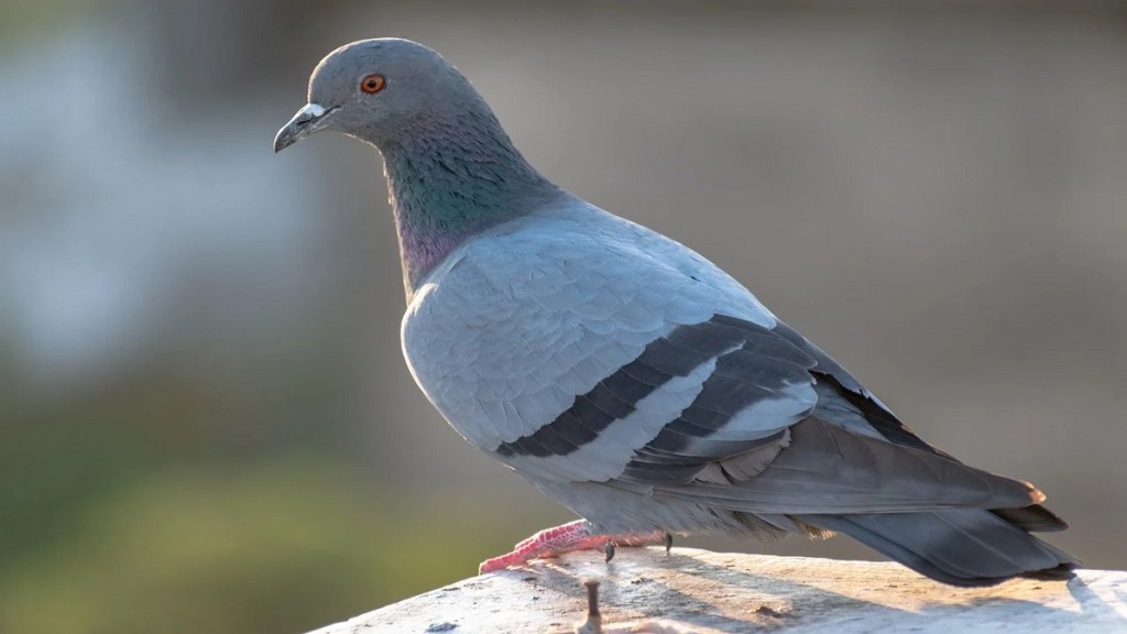Rock dove bird pune, Rock dove, Municipal Corporation pune, pune,