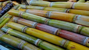baliraja demands 500 second sugarcane installment due to good sugar rates warns of protest