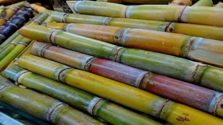 baliraja demands 500 second sugarcane installment due to good sugar rates warns of protest