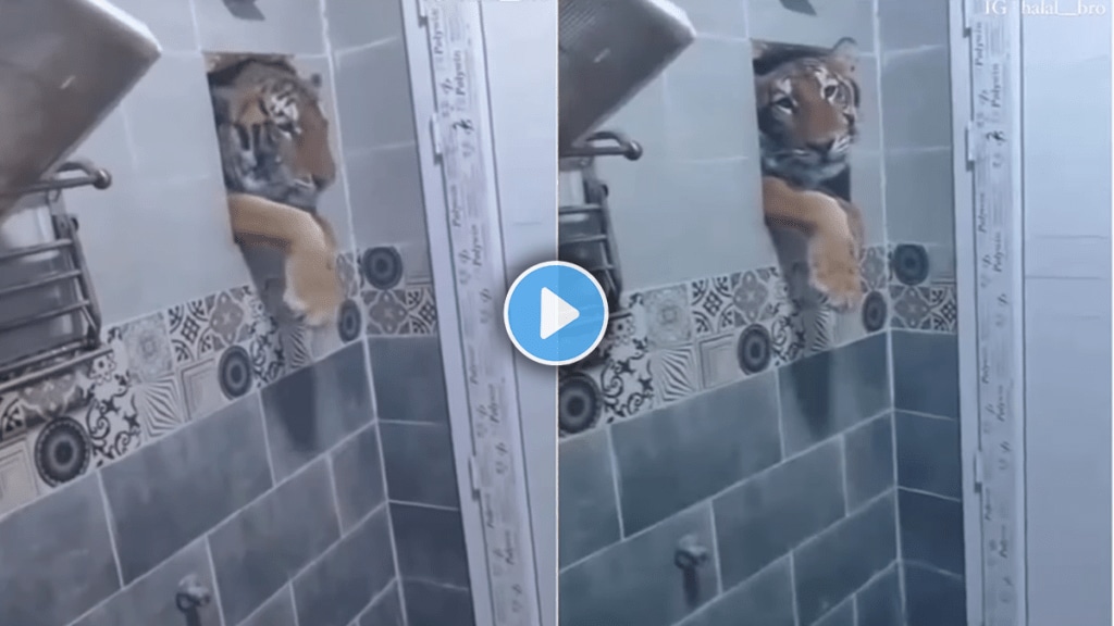 Tiger enters toilet window viral video on social media Tiger enters toilet window viral video on social media