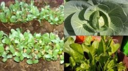 निसर्गलिपी : सामुदायिक शेतीचा आनंद