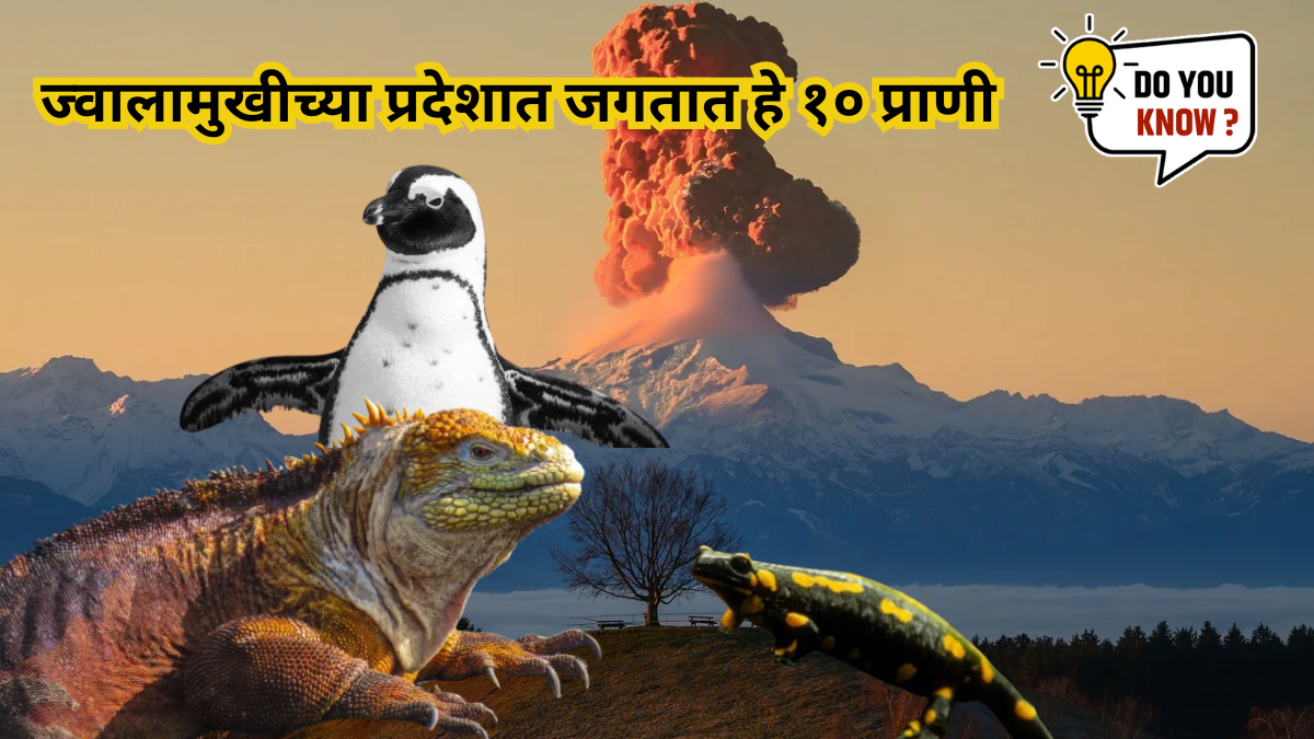 From Jack the Penguin to Volcano Rabbit This 10 creatures that thrive ...