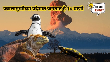 From Jack the Penguin to Volcano Rabbit This 10 creatures that thrive in volcanic environments