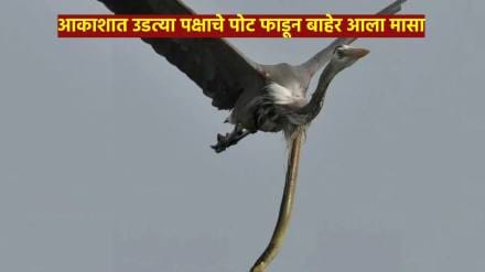 Shocking Photo a fish came out by tearing open the stomach of a bird flying in the sky