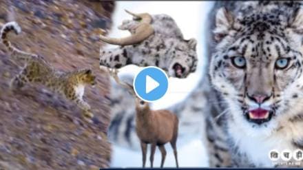 Shocking video Sheep Killed A Leopard On Snow Mountain Animal Video goes Viral on social media