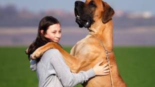 5 breeds of smartest dogs in the world you need to know