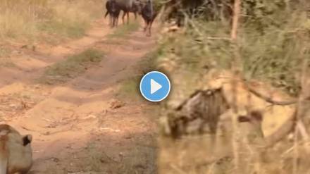 Wildebeest animal brutally attacked by lion Wildebeest animal brutally attacked by lion