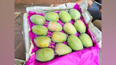 arrival of hapus mango in apmc market in vashi has increased and market prices have come down