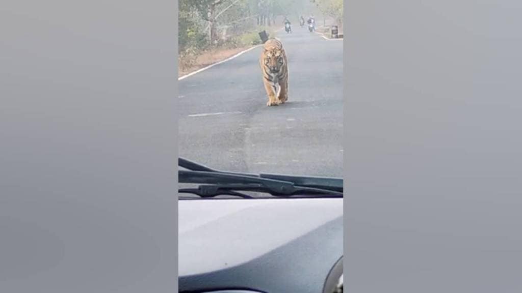 Chandrapur District , Junona Ballarpur route, tiger ,