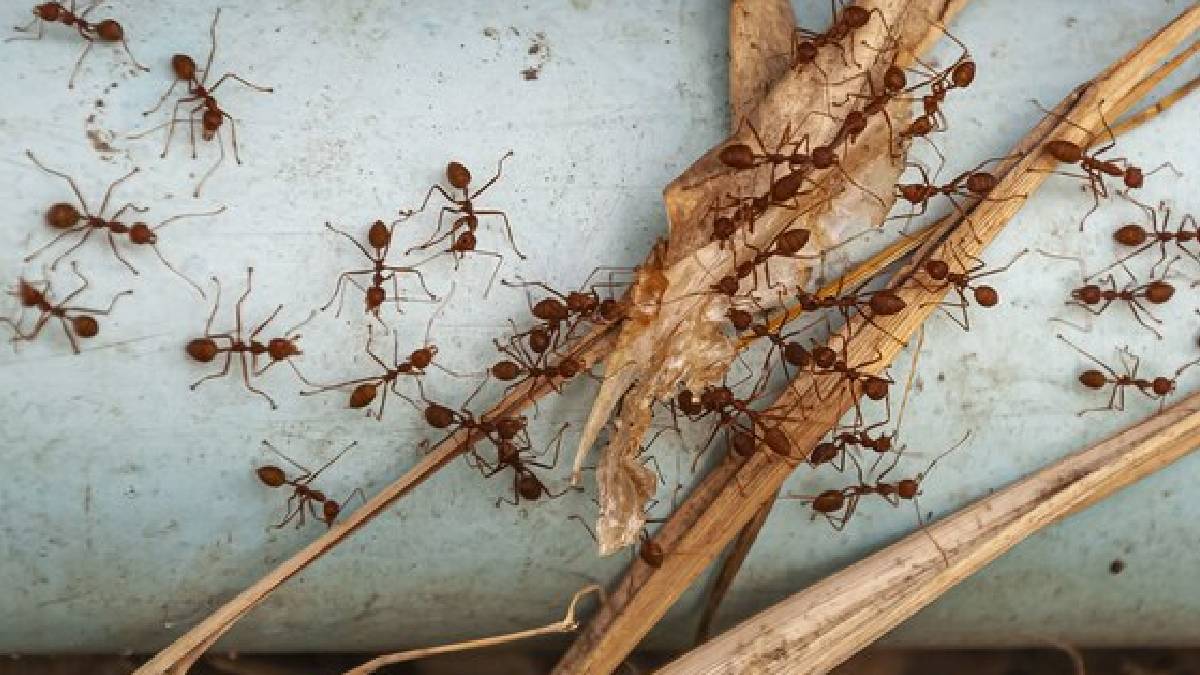 Kitchen Hacks Ants in a box of rice These simple remedies will drive ...