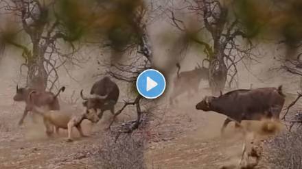 Buffalo fights with lion to for baby