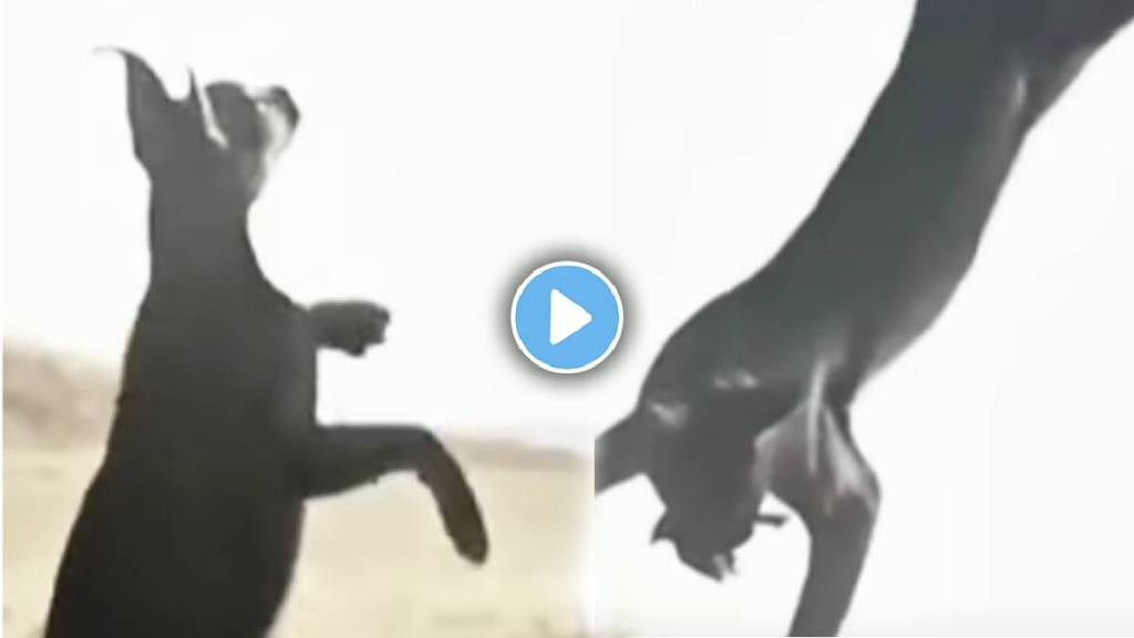 cat attack on the bird