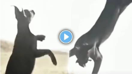 cat attack on the bird