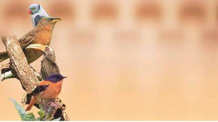 Mumbai and Navi Mumbai Mumbai Wings Birds of India bird watching program is organized on February 16