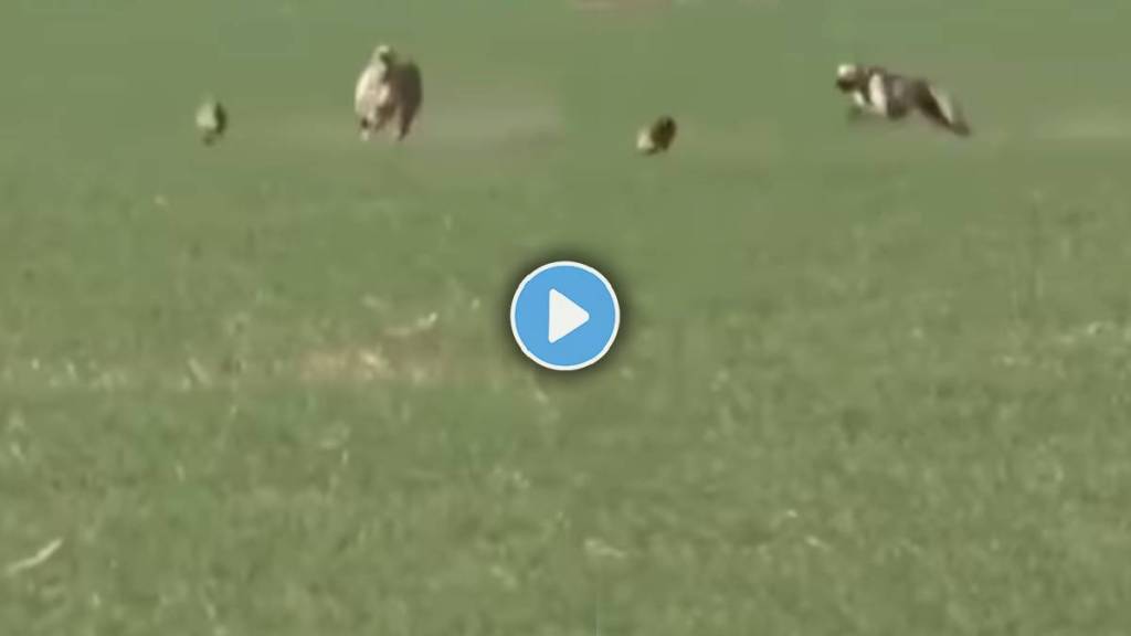 rabbit and dog viral video