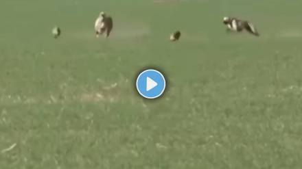 rabbit and dog viral video