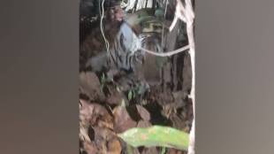 Bhandara, Tiger, Raveena Tandon ,