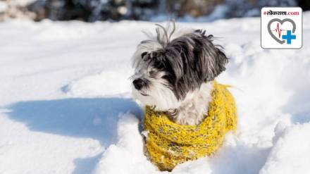 Dog Winter Clothes