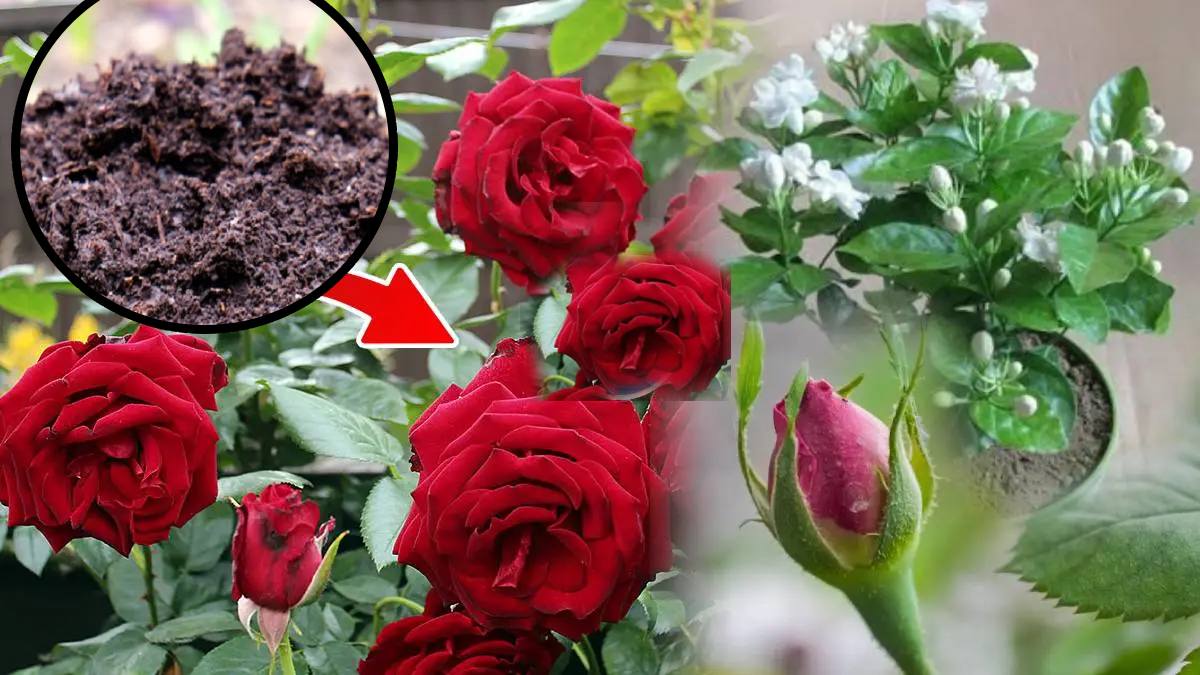Uncared Roses During Winter Rose Winter Care: 7 Tips To Take Care of Your Rose Plants In Cold ...