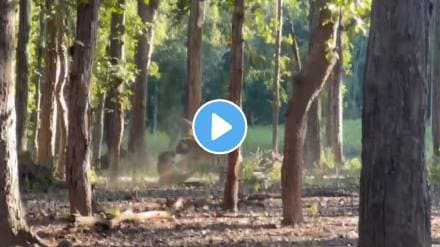 Two tigers fight both locked in ferocious fight tourists recorded shocking video goes viral Two tigers fight both locked in ferocious fight tourists recorded shocking video goes viral