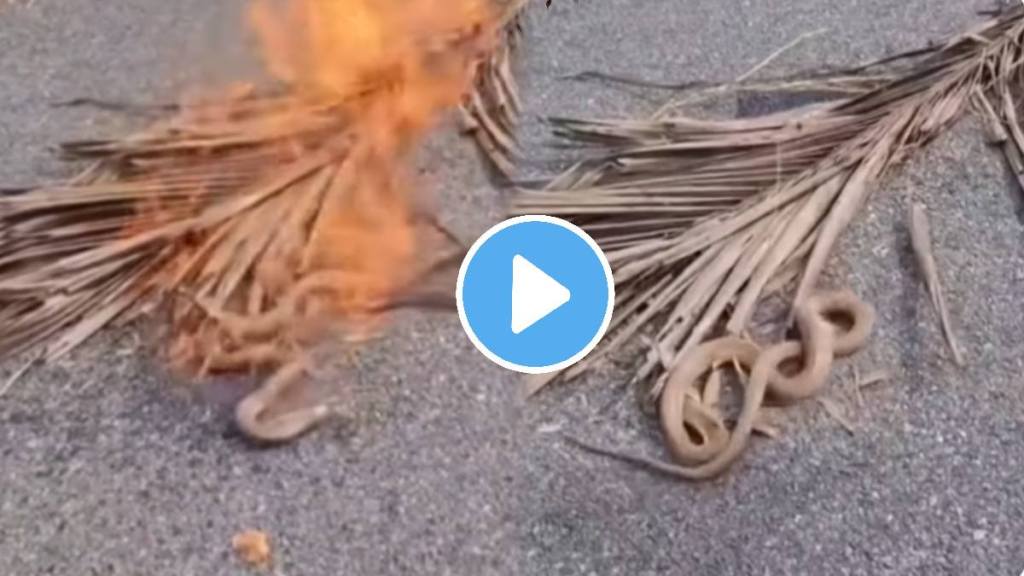 The young man poured petrol on the snake The young man poured petrol on the snake