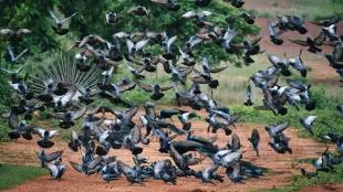Pigeon Diseases Pigeons are dangerous for health.