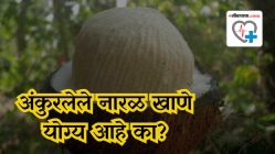 अंकुरलेले नारळ खाल्ल्यावर शरीरावर काय परिणाम होतो? तज्ज्ञांचं उत्तर ऐकून तुम्हीही थक्क व्हाल!