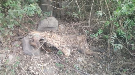 is Tiger hunt in yavatmal Decomposed body found in Ukani coal mine