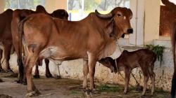 ‘एआय’ तंत्रज्ञानातून देशी गोवंश कसा वाढविणार? समोर आली माहिती…