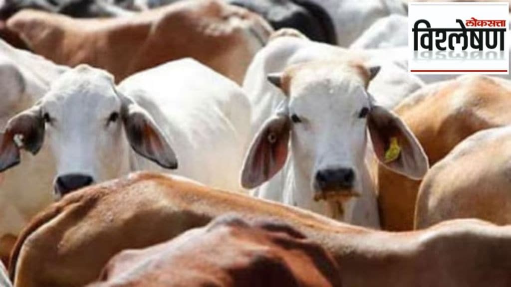benefits of cow urine