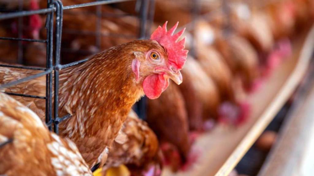 Palghar bird flu updates in marathi Palghar bird flu updates in marathi