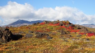 tundra loksatta article