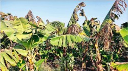 लोकशिवार : केळी पिकाला रोगांचा विळखा