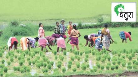 Empowering tribal farmers through organic farming