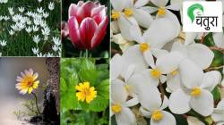 निसर्गलिपी : पुष्पबहराची दिनदर्शिका…