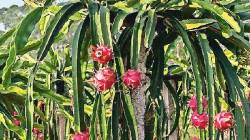 लोकशिवार : कोकणात ड्रॅगनची शेती